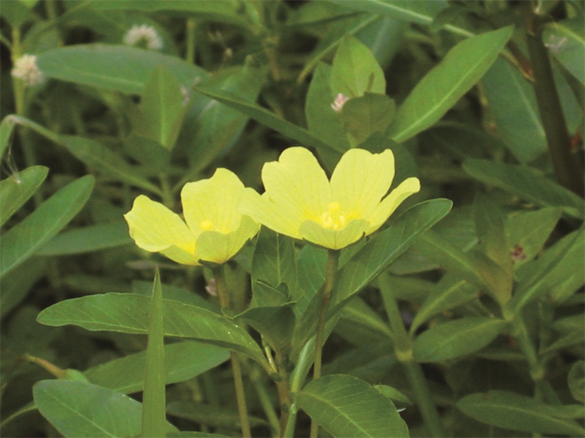 黄花水龙