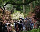 人文花展|「紫藤杜鹃」实力吸睛，人文园林太子湾春日限定花展圆满举办！