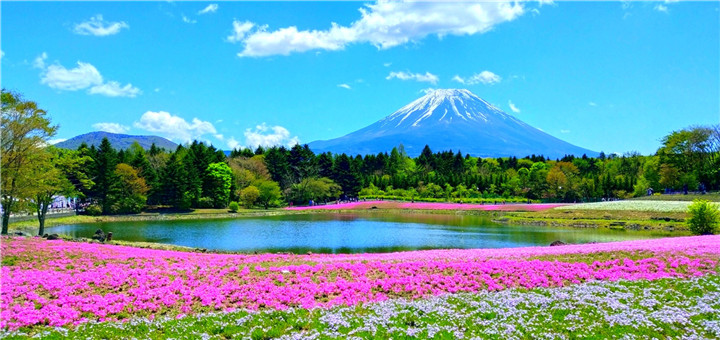 吴闽威-芝樱花海.jpg